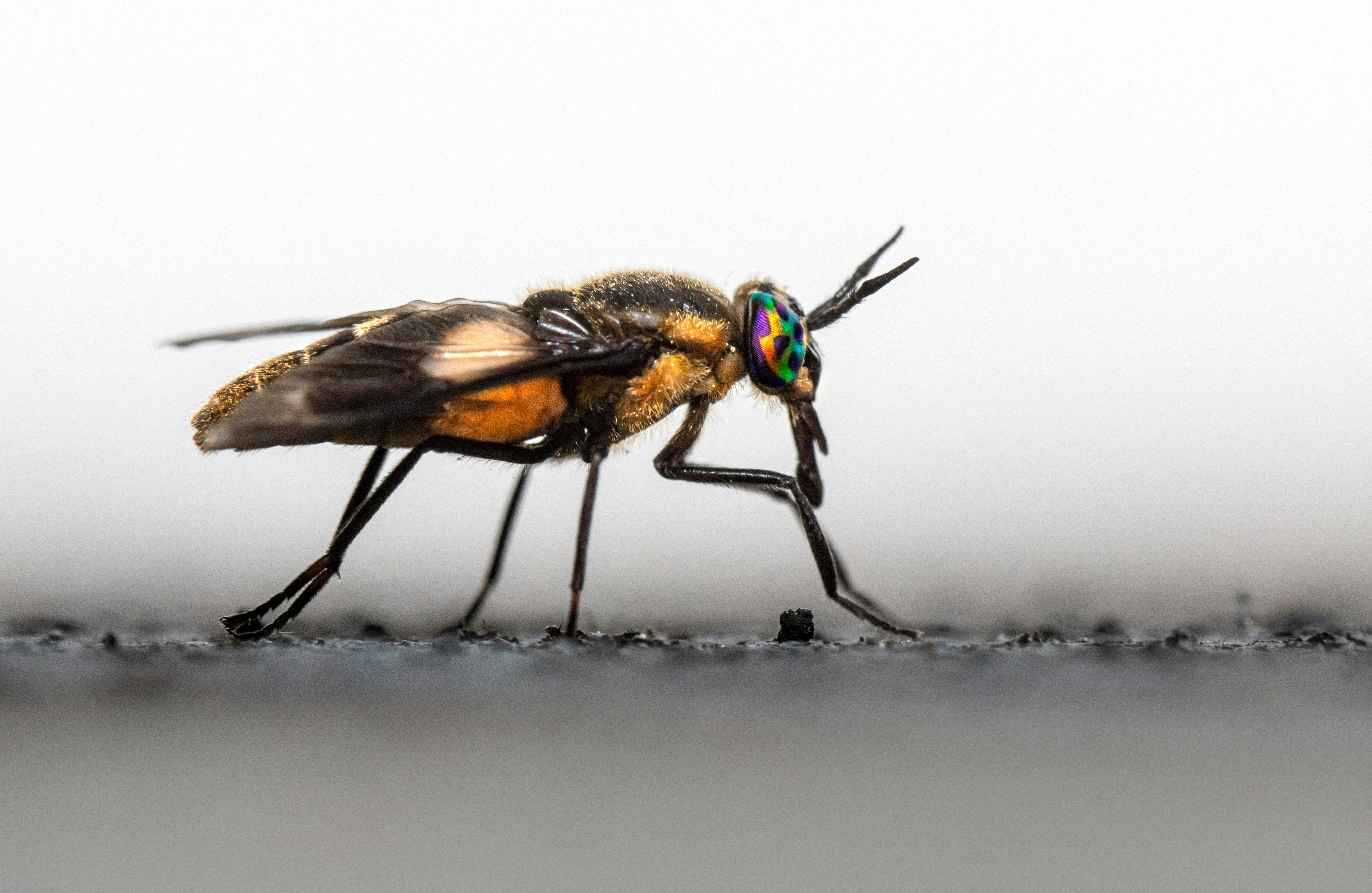 black and brown fly on white surface